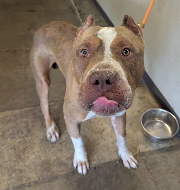 An adult small-sized male American Bulldog dog named Boulder for adoption in Ontario, CA