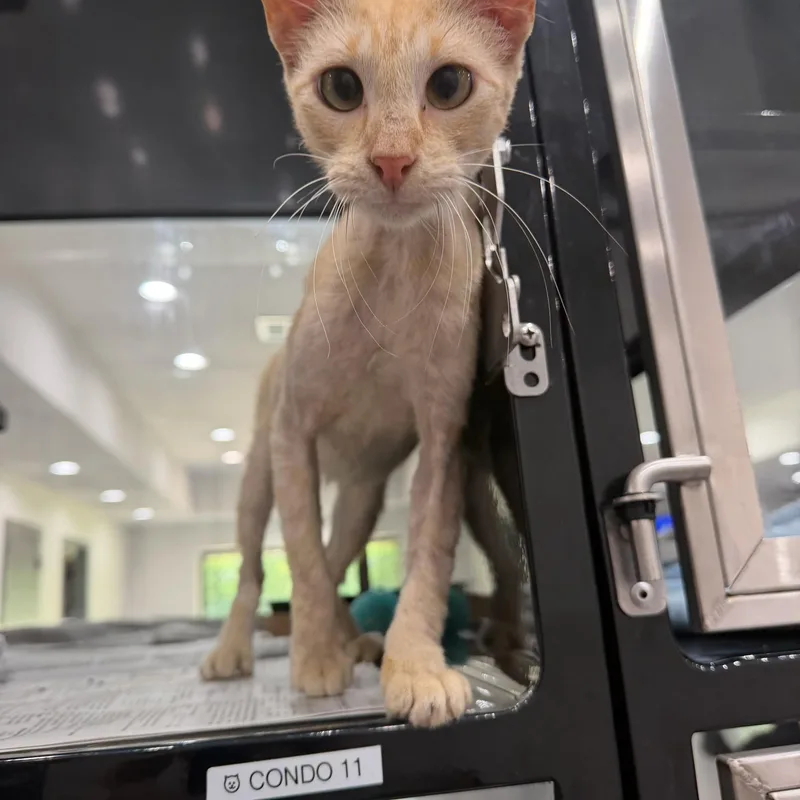 An adult medium-sized female Buff / Tan / Fawn Domestic Short Hair cat named Lil Bit for adoption in Sherman, TX