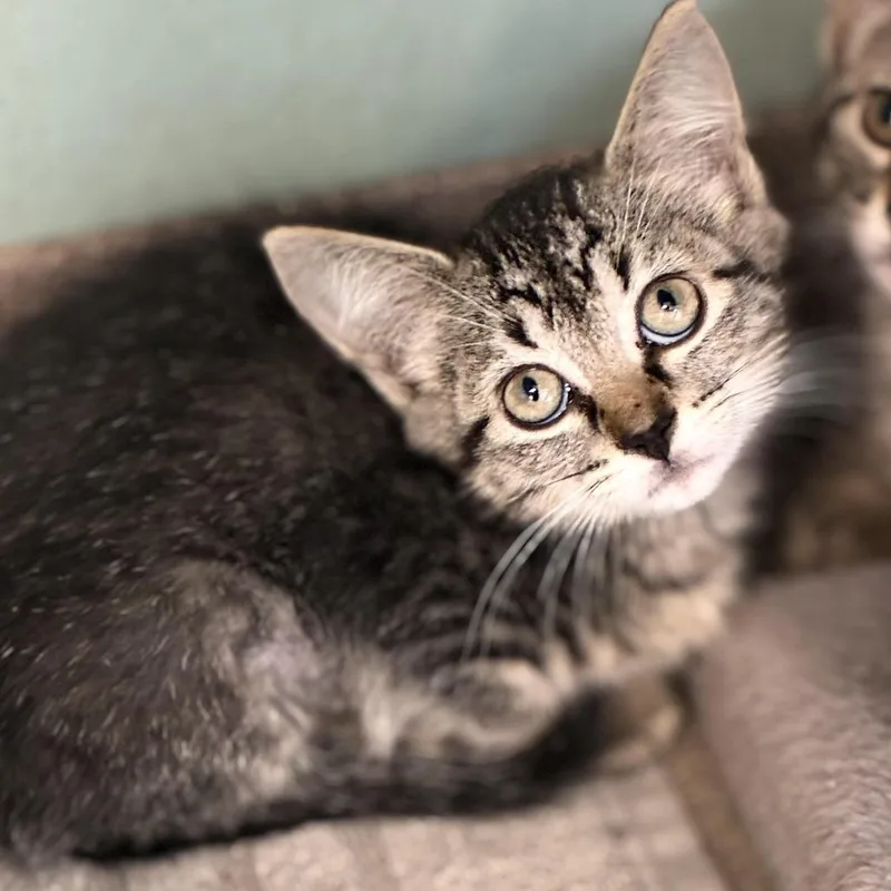 A baby small-sized female Brown / Chocolate Domestic Short Hair cat named Stassi for adoption in South Elgin, IL