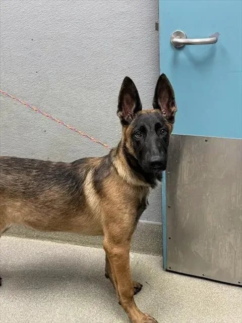 A young large-sized male Belgian Shepherd / Malinois dog named Churro for adoption in Las Vegas, NV