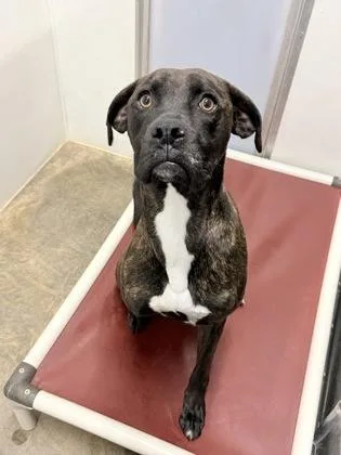 Mini Moose thumbnail 2