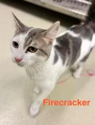 An adult medium-sized male Gray & White Domestic Short Hair cat named Firecracker for adoption in Cicero, IL
