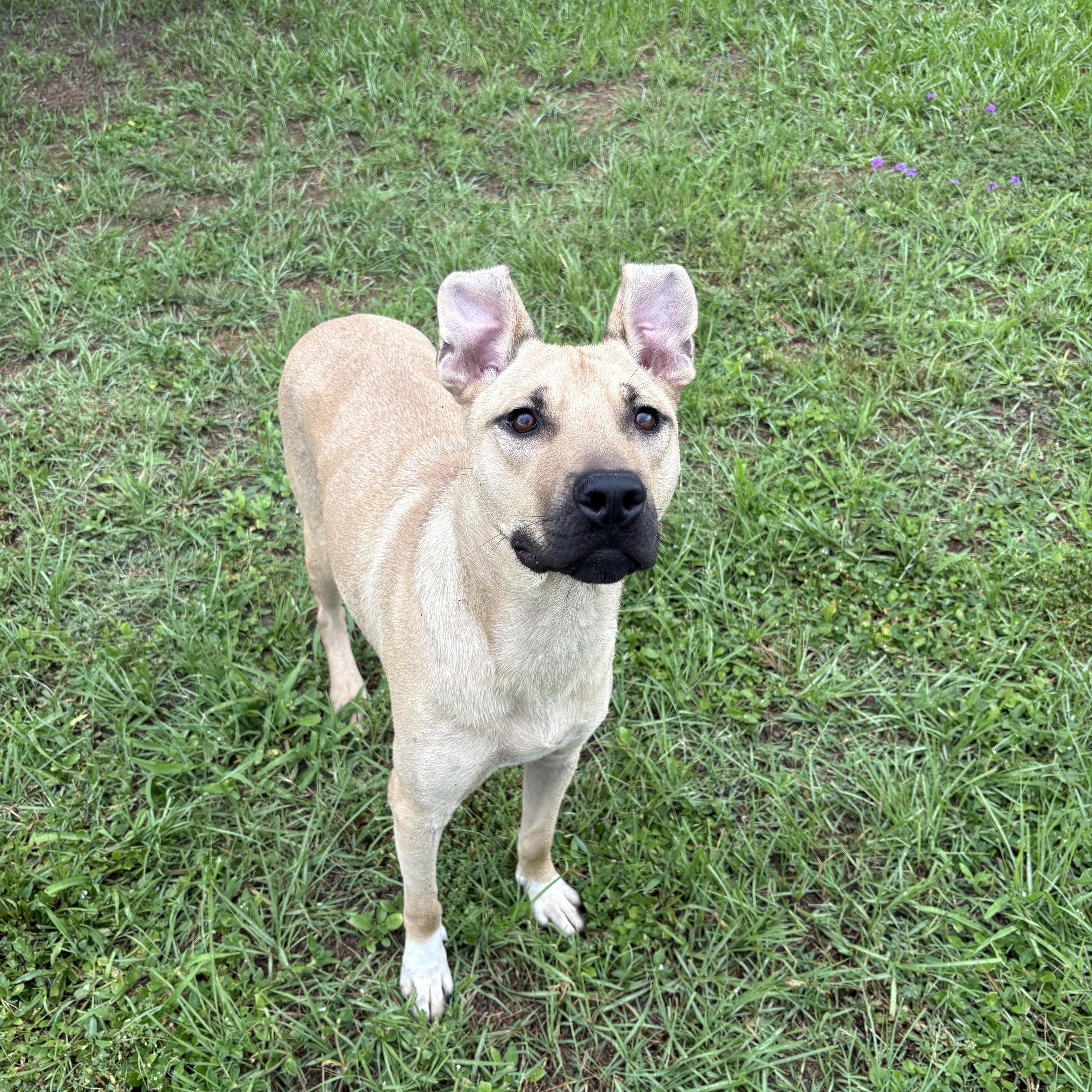 A young large-sized male Yellow / Tan / Blond / Fawn Bulldog dog named Asher for adoption in Valdosta, GA