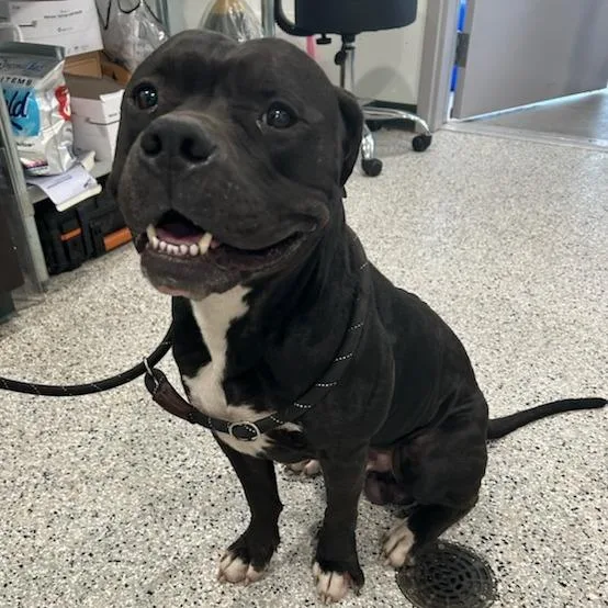 An adult large-sized male Black American Staffordshire Terrier dog named Trapper for adoption in Carlyle, IL