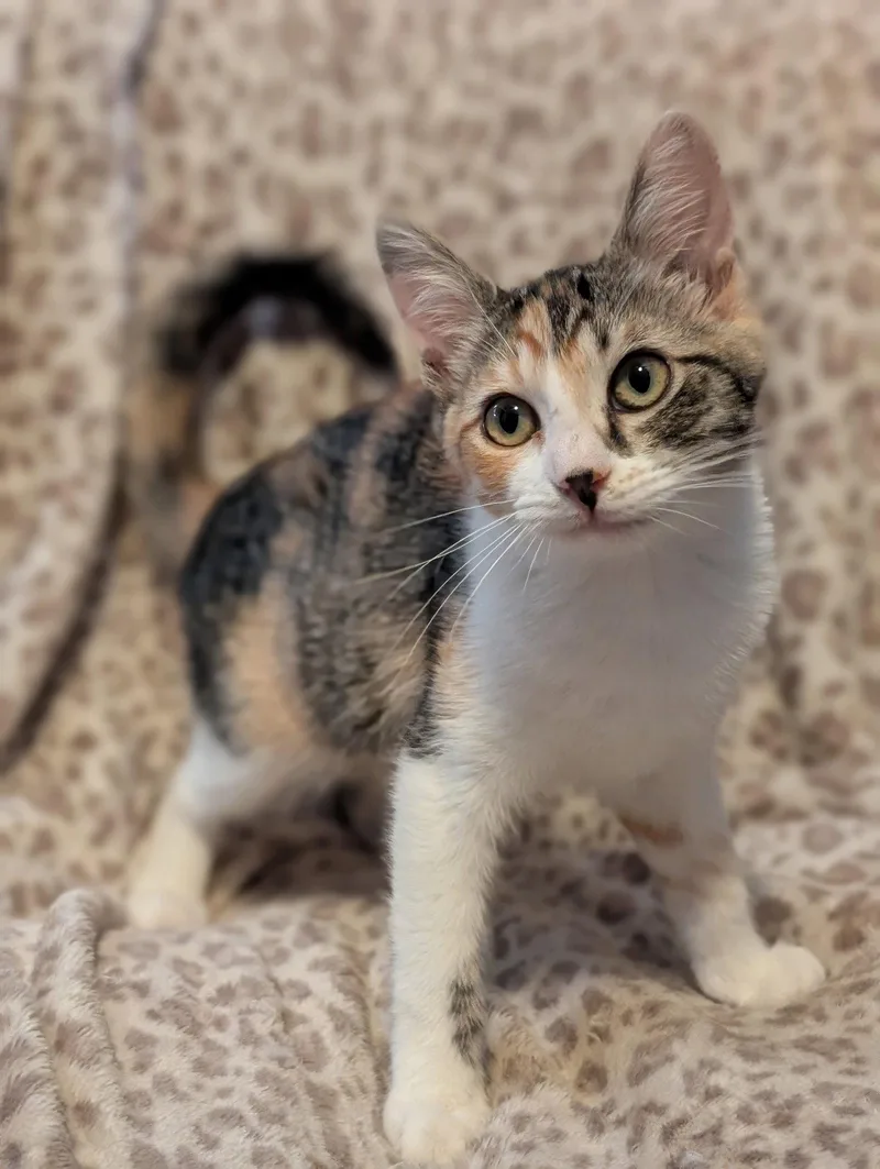 A young medium-sized female Domestic Short Hair cat named Pixel for adoption in Phoenix, AZ