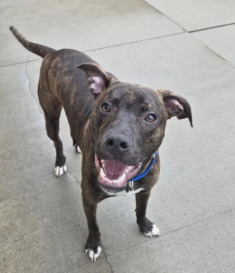 A young large-sized male Brindle Boxer dog named Blinkin for adoption in Mansfield, OH