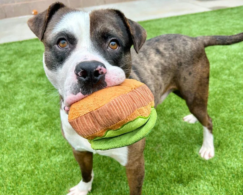 A young large-sized male Brindle Mixed Breed dog named Colson for adoption in Raleigh, NC