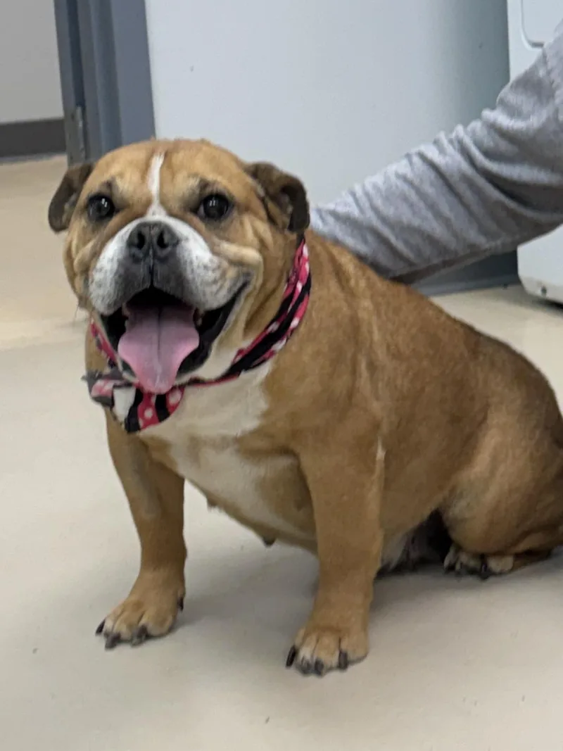 Jellybean thumbnail 2