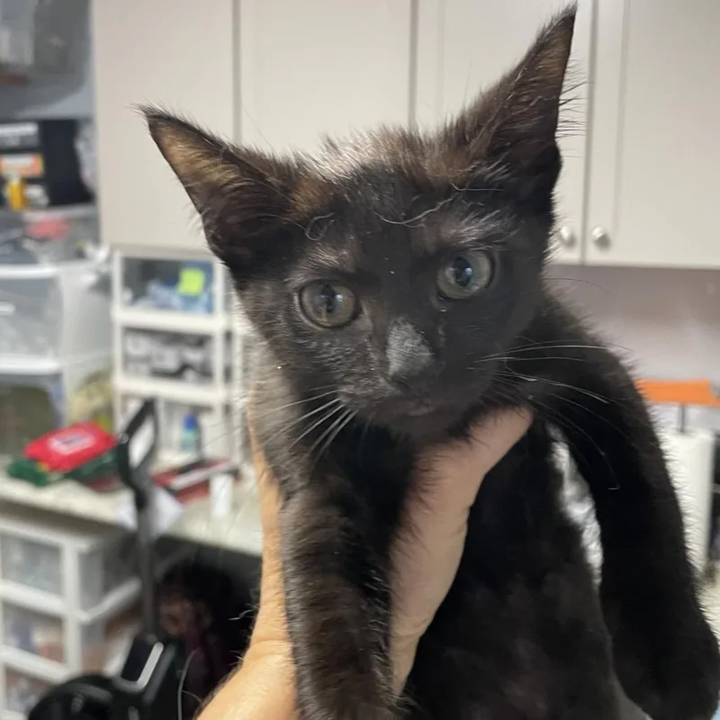 A baby small-sized male Black Domestic Short Hair cat named Madrid for adoption in Durham, NC