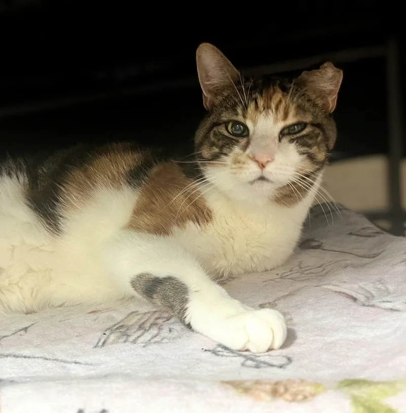 An adult medium-sized female Domestic Short Hair cat named Pumpkin for adoption in New Windsor, NY