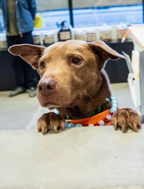 An adult medium-sized male Labrador Retriever dog named Bear for adoption in Chicago, IL