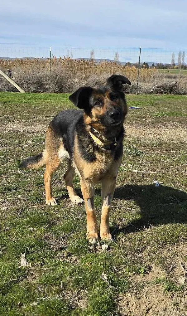 Cinnamon Swirl: Ridge Dog