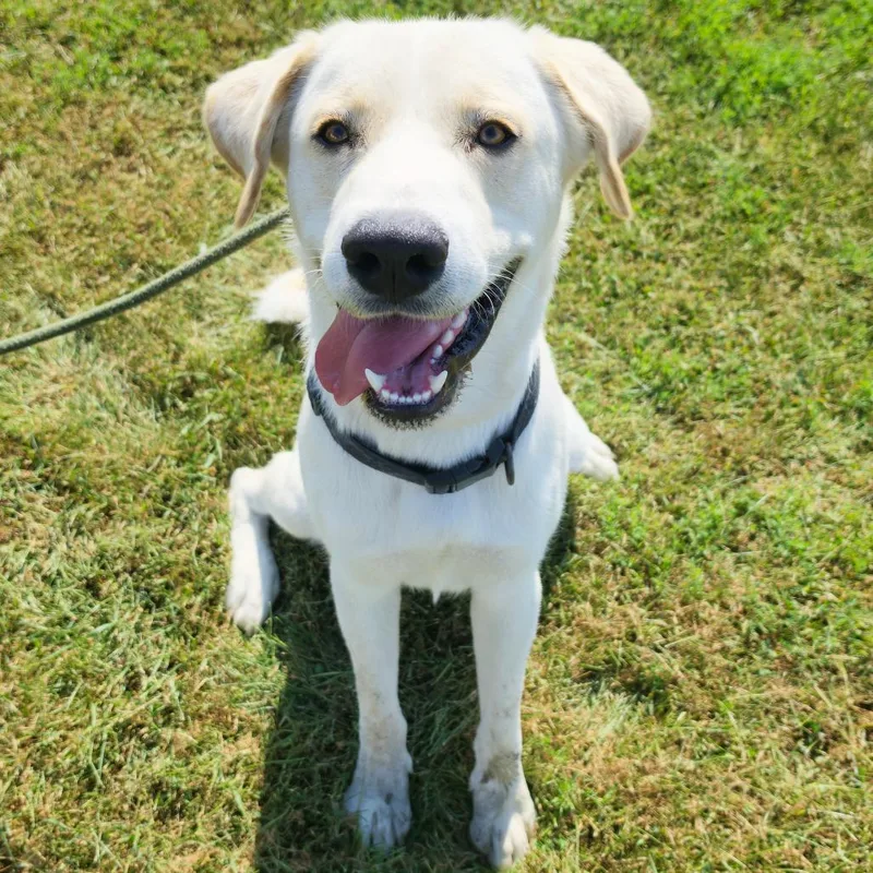 A young medium-sized male Yellow Labrador Retriever dog named Toby for adoption in Tipton, IA