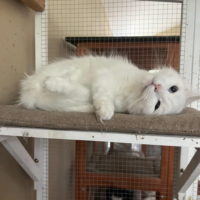 Lover Girl Mellisa’s thumbnail 5