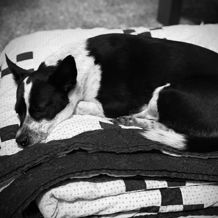 A young small-sized female Black Terrier dog named Trixie for adoption in Denver, CO