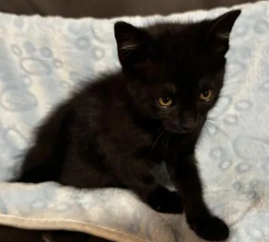 A baby medium-sized male Black Domestic Short Hair cat named Toothless for adoption in Liverpool, TX