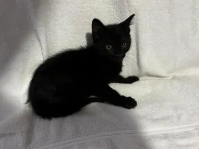 Toothless thumbnail 2