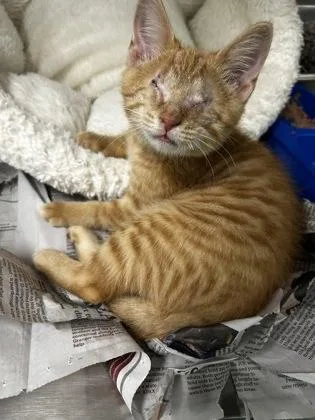 A baby small-sized male Domestic Short Hair cat named Biscuits for adoption in Westland, MI