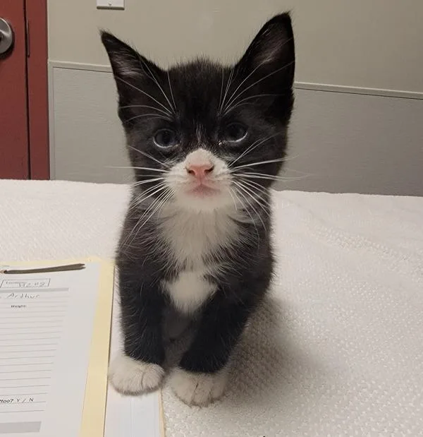 A baby small-sized male Domestic Short Hair cat named Arthur for adoption in Oakland, CA