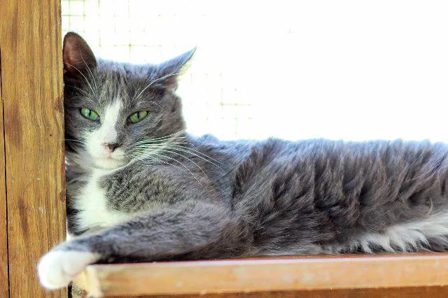 A senior medium-sized female Domestic Short Hair cat named Emma for adoption in Berlin, MD
