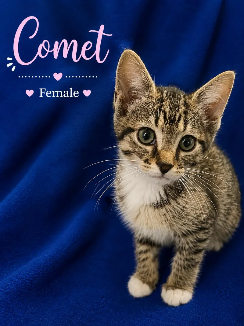 A baby small-sized female Tabby (Gray / Blue / Silver) Domestic Short Hair cat named Comet for adoption in Johnson City, TN