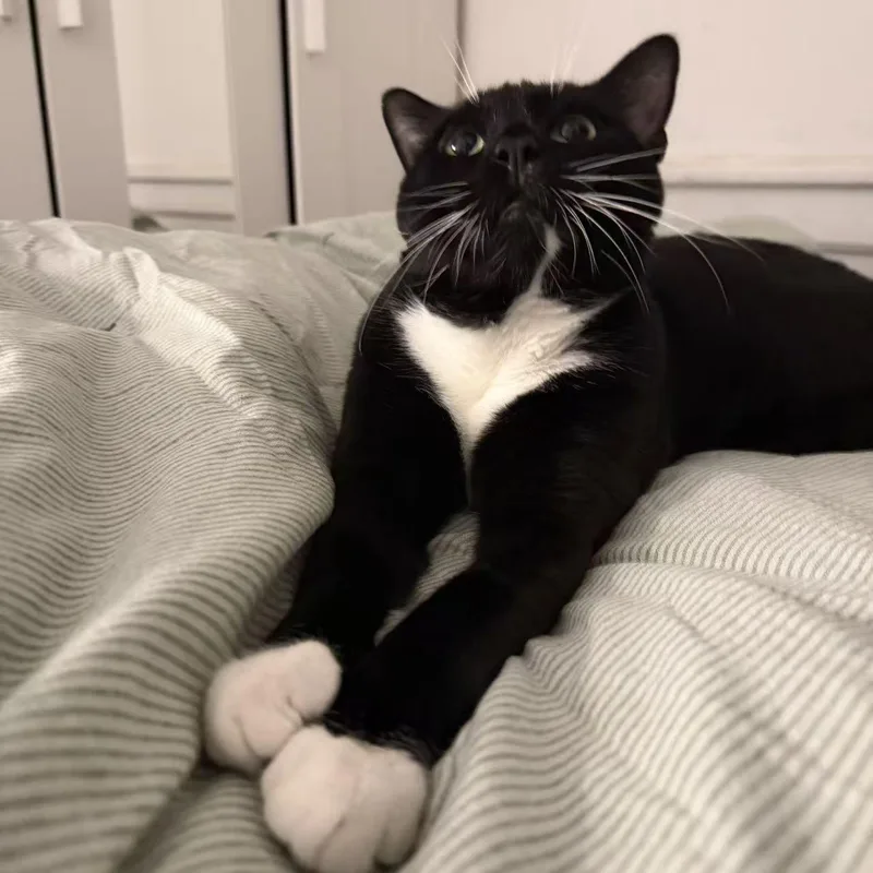 A young medium-sized male Black & White / Tuxedo Tuxedo cat named Oreo for adoption in Flushing, NY