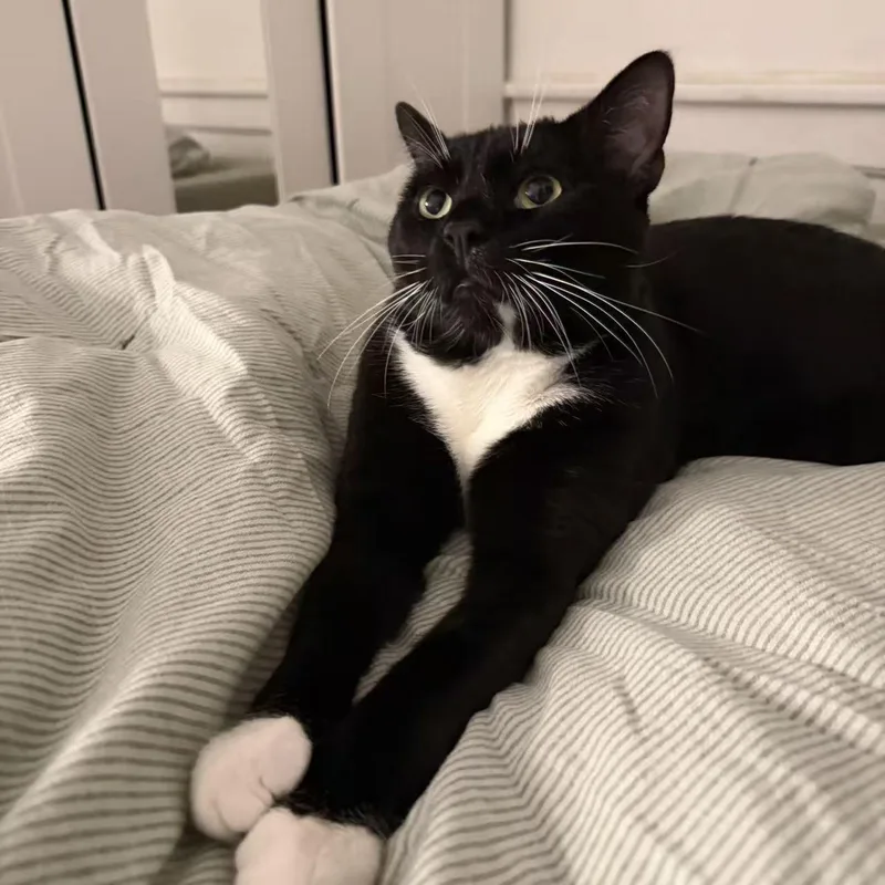 Oreo thumbnail 2