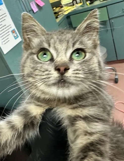 A baby small-sized female Domestic Short Hair cat named Cheshire for adoption in Columbia, SC