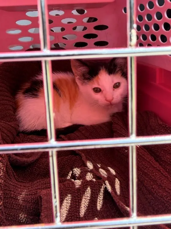 A baby small-sized female Domestic Short Hair cat named Kd for adoption in Lawrenceville, GA