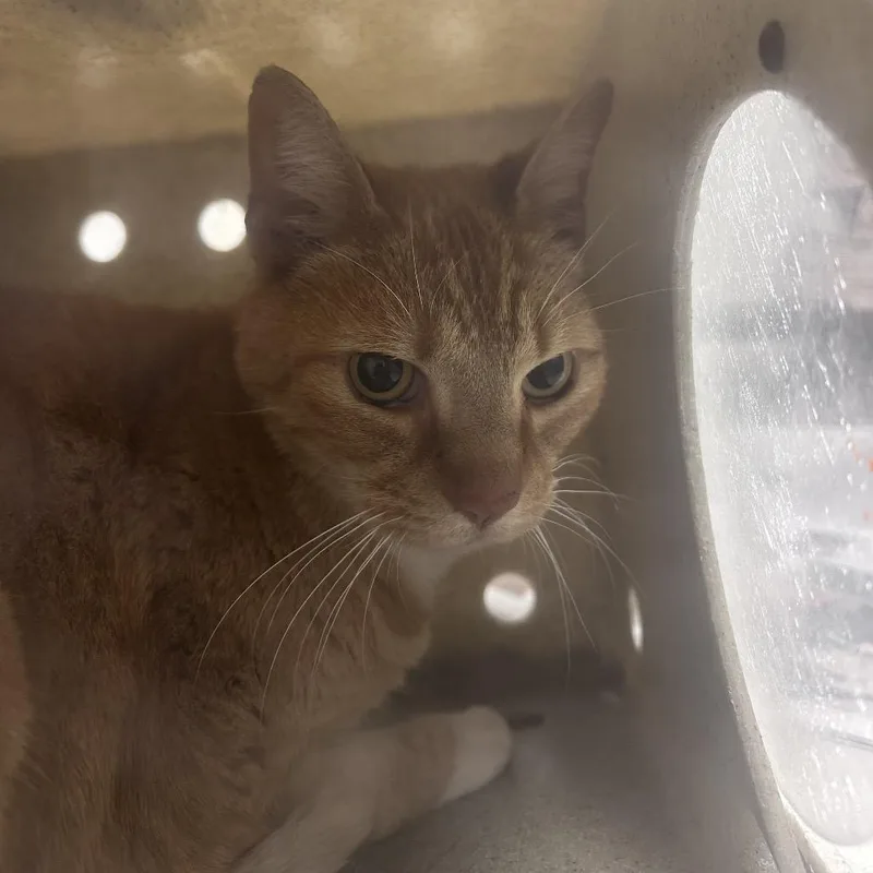 A senior medium-sized male Orange / Red Domestic Short Hair cat named Mufasa for adoption in Philadelphia, PA