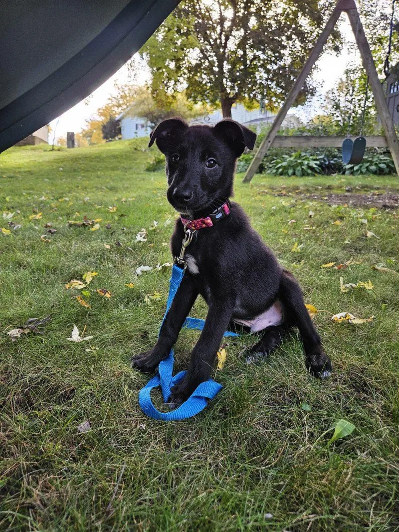 A baby medium-sized male Border Collie dog named Simon for adoption in North Prairie, WI