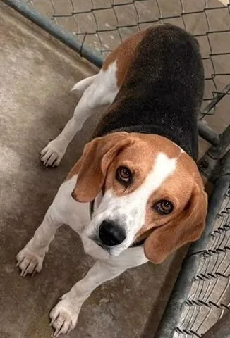 An adult small-sized male Beagle dog named Waffles for adoption in San Martin, CA