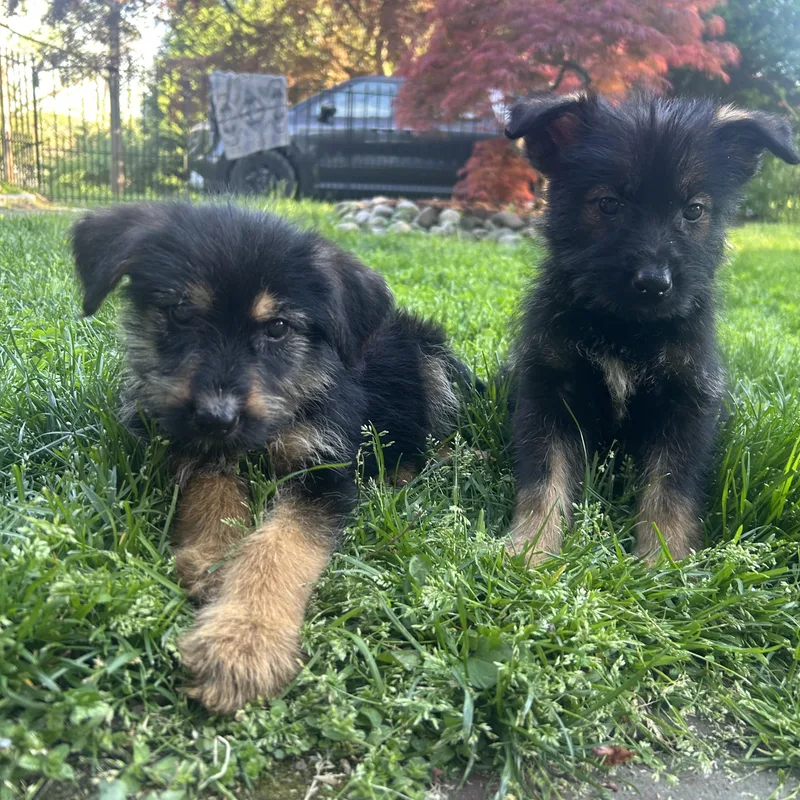 A baby medium-sized female Black German Shepherd Dog dog named Katydid for adoption in Phoenixville, PA