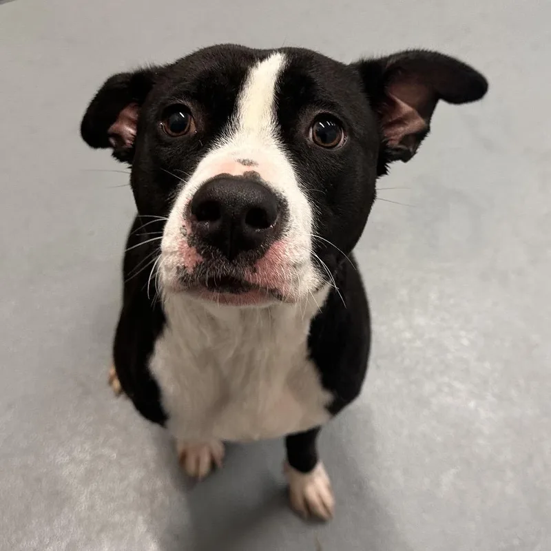 Buttercup thumbnail 3