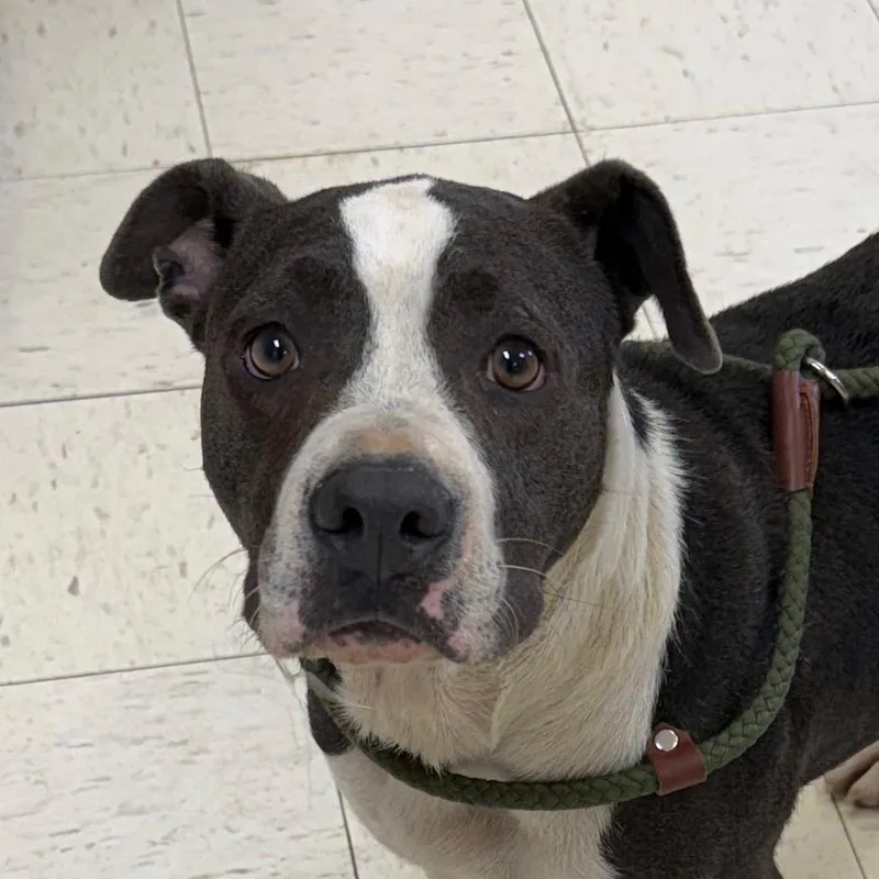 An adult medium-sized female Gray / Blue / Silver Pit Bull Terrier dog named Sweets for adoption in Jacksonville, AR