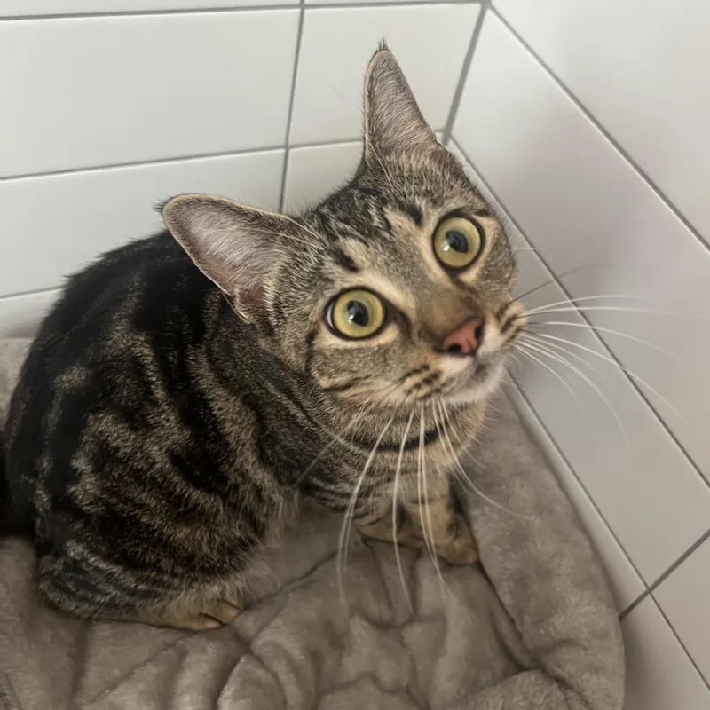 An adult medium-sized female Tabby (Brown / Chocolate) Domestic Short Hair cat named Honeybee for adoption in jacksonville, FL