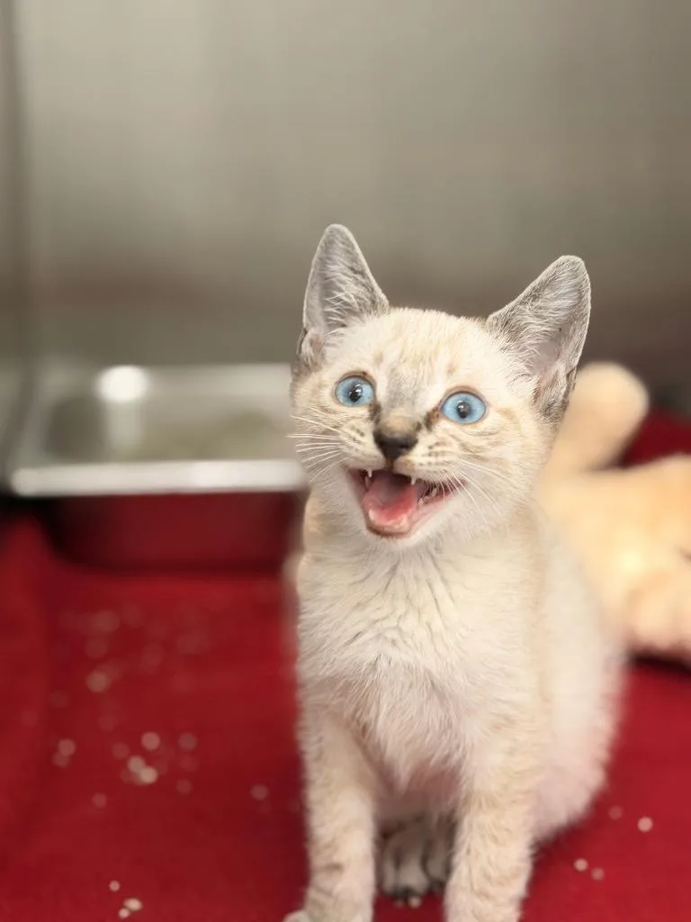 A baby small-sized male Siamese cat named Truffle for adoption in Hartsville, SC