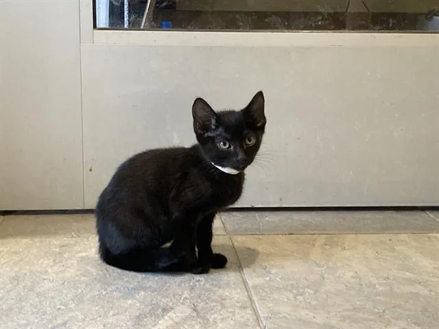 A baby small-sized female Domestic Short Hair cat named Cheetah Girl for adoption in Tustin, CA