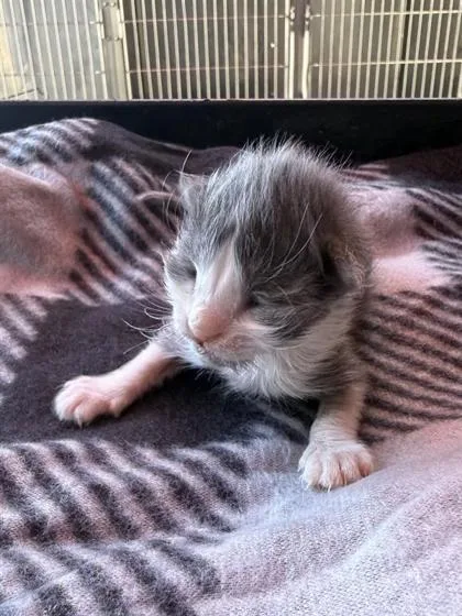 A baby small-sized female Gray / Blue / Silver Domestic Medium Hair cat named 61264726 for adoption in El Paso, TX