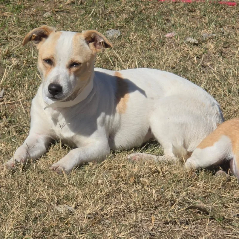 A young small-sized female White / Cream Jack Russell Terrier dog named Lovey for adoption in Floresville, TX