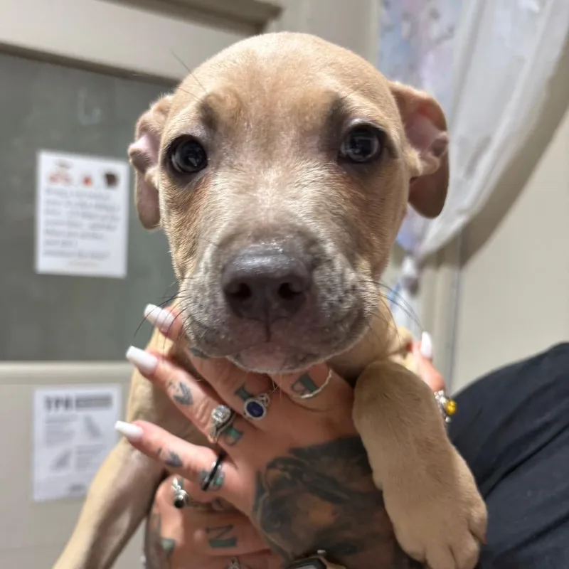 A baby small-sized male Yellow / Tan / Blond / Fawn Mixed Breed dog named Logan for adoption in Milton, FL