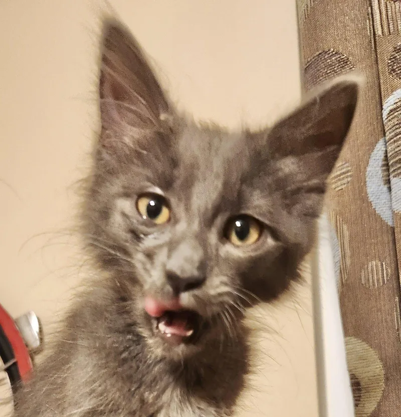 A baby medium-sized male Gray / Blue / Silver Domestic Short Hair cat named Doug for adoption in Shawnee, KS