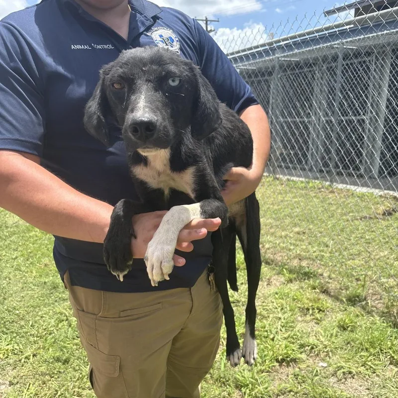 An adult medium-sized female Black Terrier dog named Sadie for adoption in Austin, TX