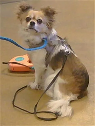 An adult small-sized female Pekingese dog named Lady for adoption in Sacramento, CA