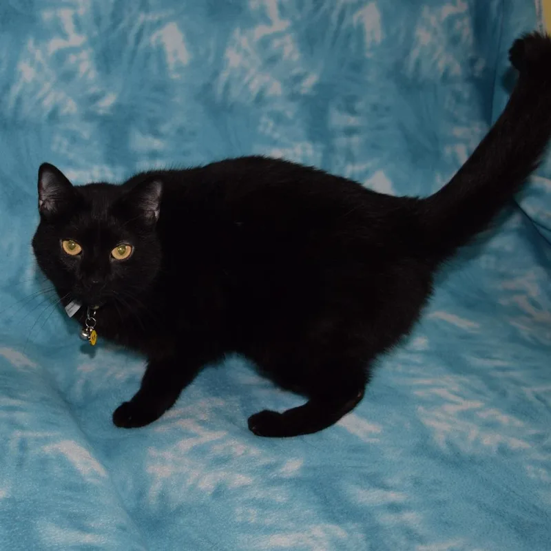 An adult medium-sized female Domestic Short Hair cat named Aly for adoption in Eureka, CA