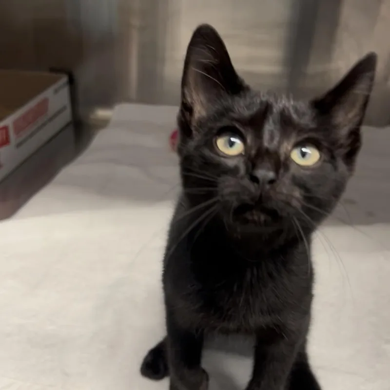 A baby small-sized male Domestic Short Hair cat named Colsen for adoption in Indianapolis, IN