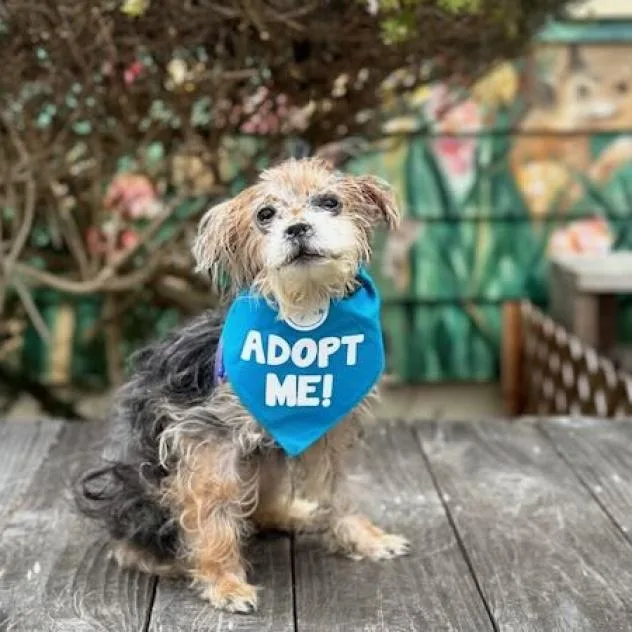 An adult small-sized female Brown / Chocolate Yorkshire Terrier dog named Malibu for adoption in Pacific Grove, CA