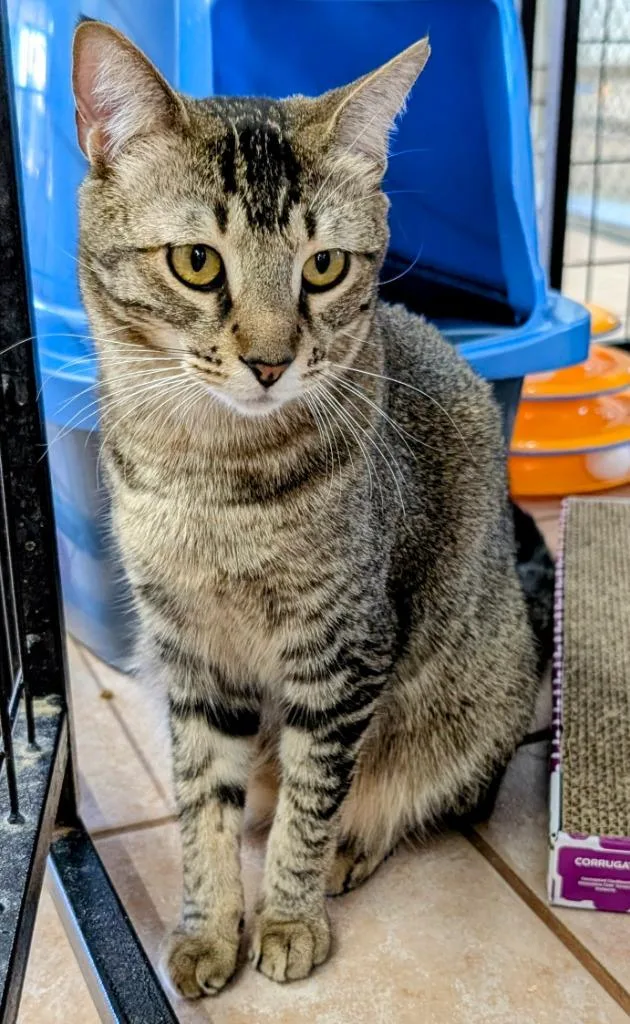 A young medium-sized female Domestic Short Hair cat named Roxana  Zaniah for adoption in Peoria, AZ