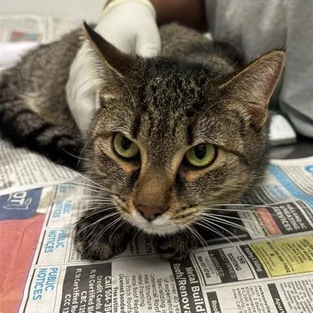 A young large-sized male Domestic Short Hair cat named Diesel for adoption in Jacksonville, FL