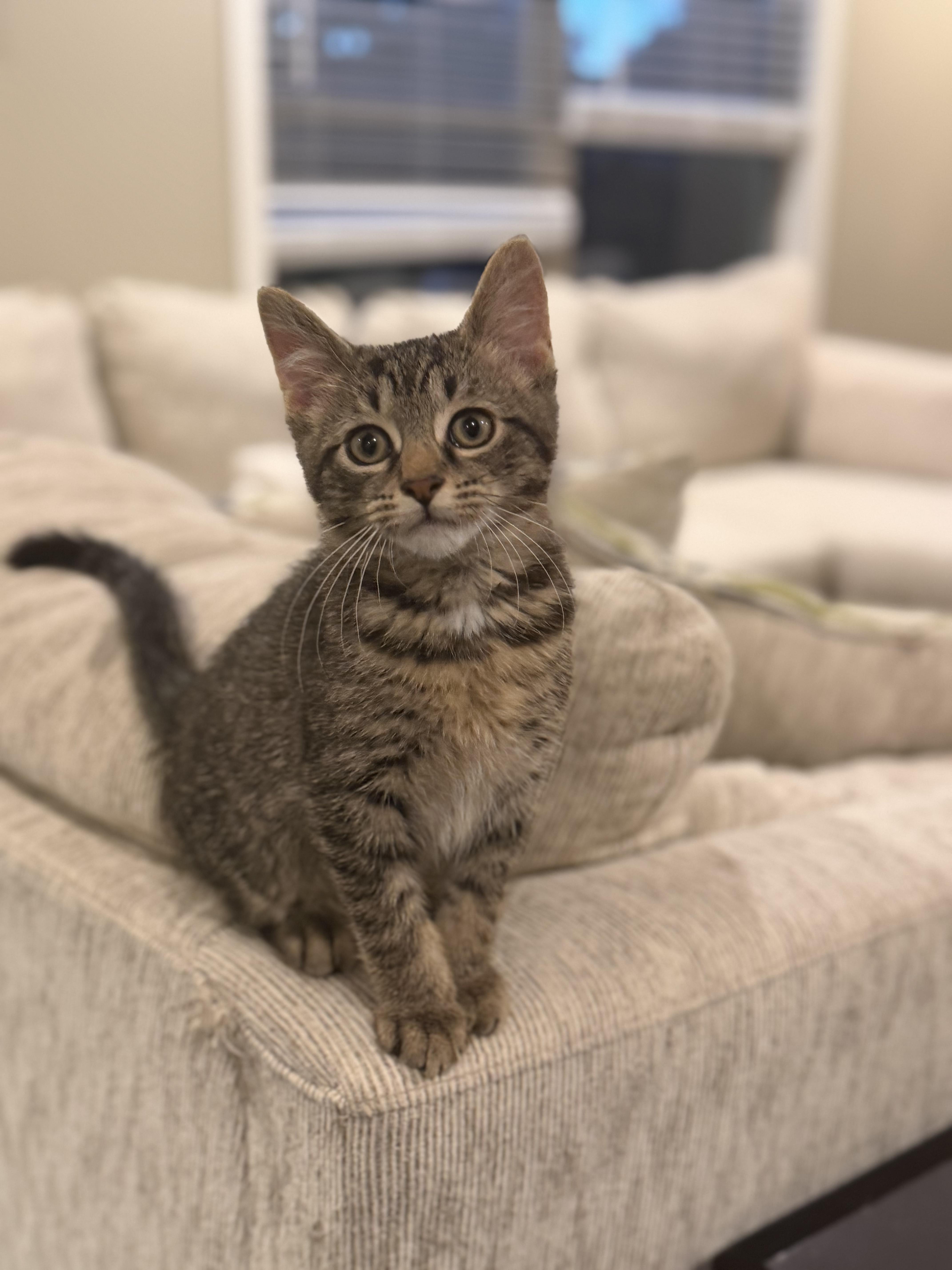 A baby small-sized male Tabby (Brown / Chocolate) Domestic Short Hair cat named Oliver for adoption in Columbia, MO